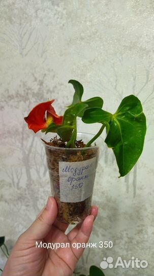 Антуриумы детки