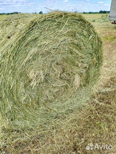 Сено 2023 года