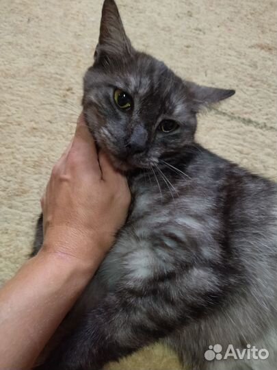 Кошечка в добрые руки