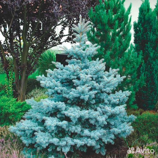 Ели голубые, зеленые