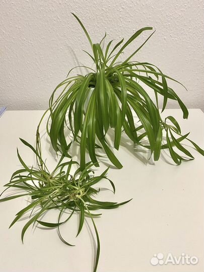 Хлорофитум