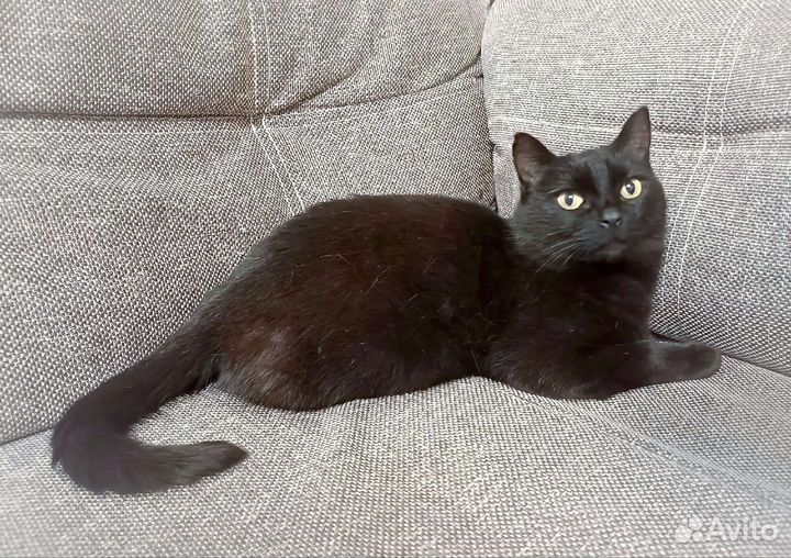 Кошка в дар