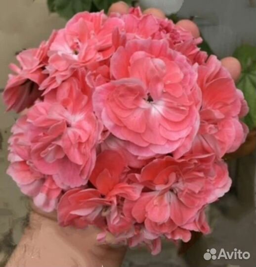 Пеларгония сортовая