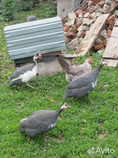 Цесарка самец