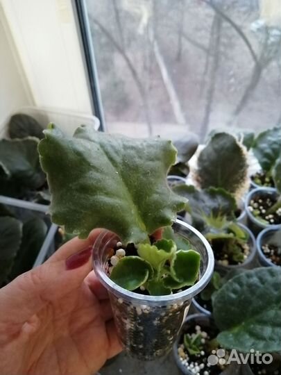 Укорененные черенки фиалок