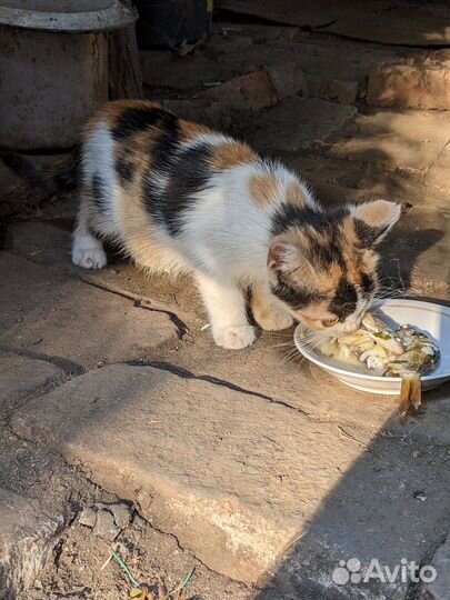 Котенок бесплатно