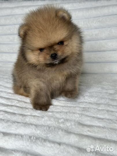 Померанский шпиц мальчики