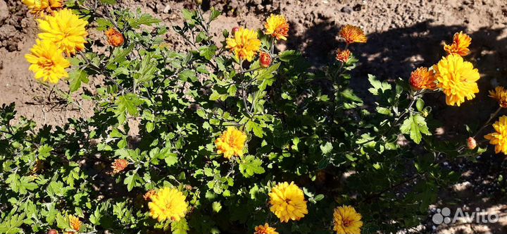 Хризантемы садовые: красные, розовые,жёлтые,кориич
