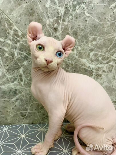 Канадский разноглазый сфинкс эльф котенок