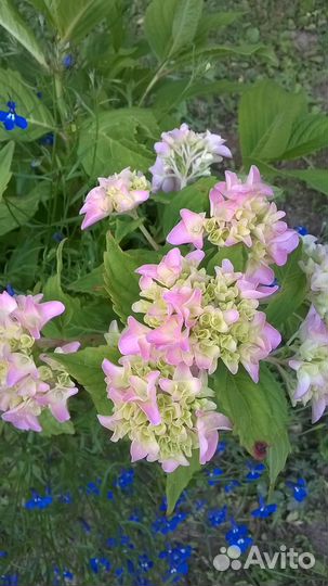 Гортензия крупнолистная