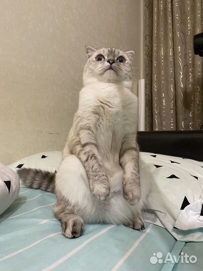 Кошка в добрые руки