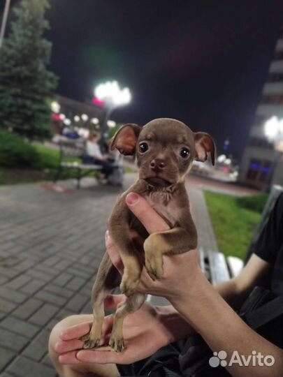 Чихуахуа, тойтерьеры, карликовые пинчеры доставка