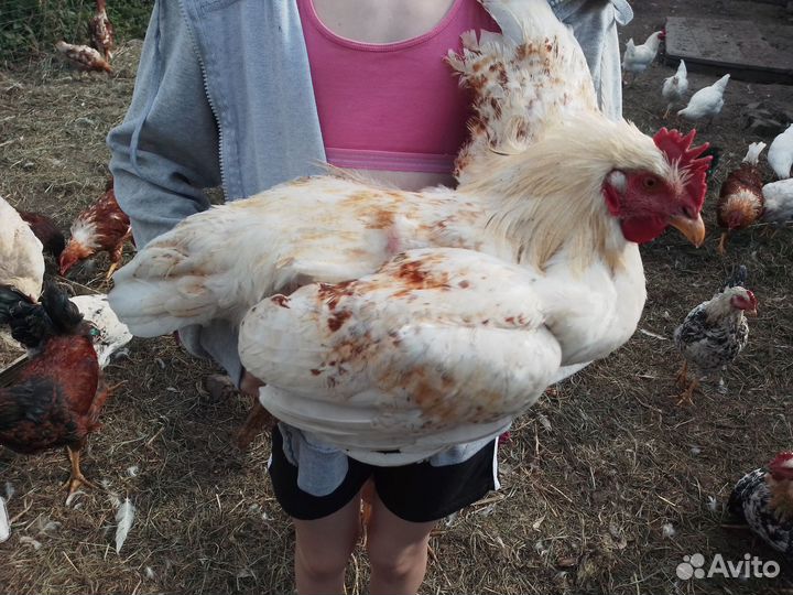 Домашняя птица