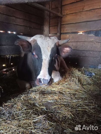 Бык и 2 телёнка