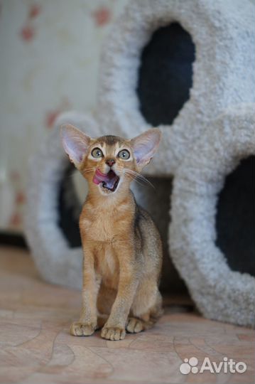 Абиссинские котята