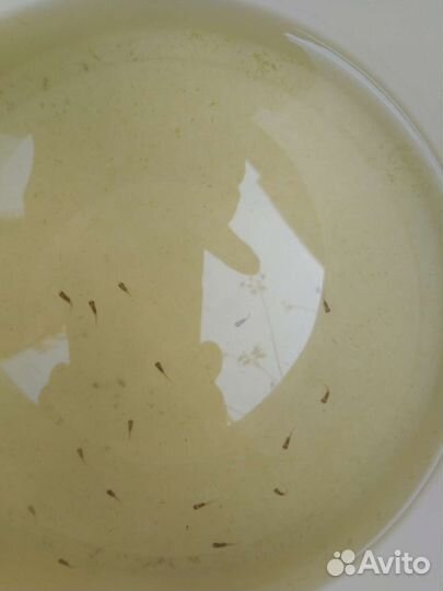 Нильская тиляпия малёк