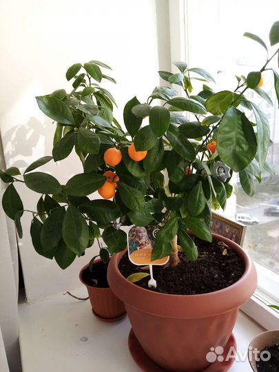 Мандариновое дерево, отростки