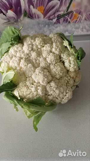 Капуста цветная