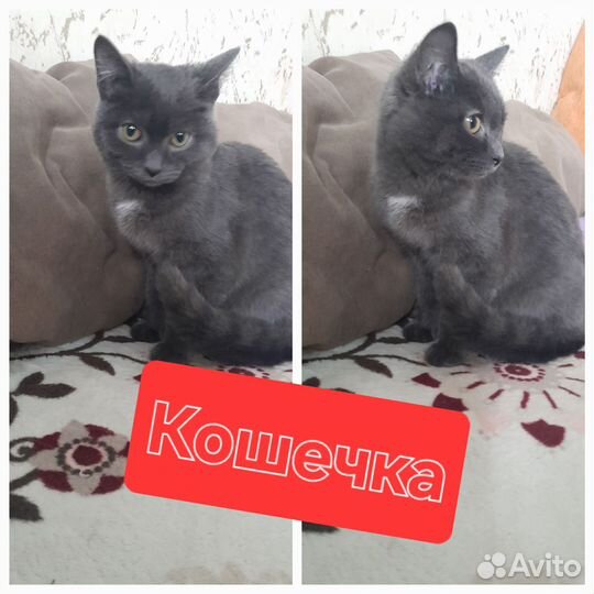 Кошка