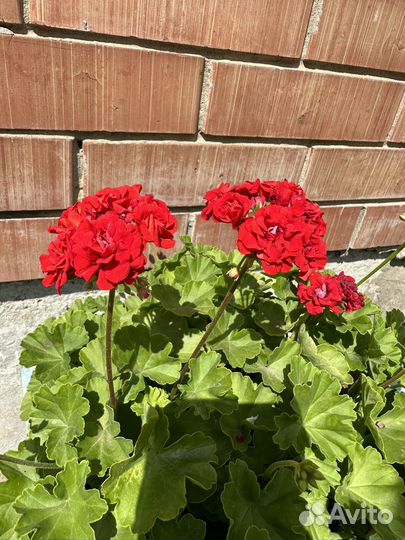 Герань пеларгония