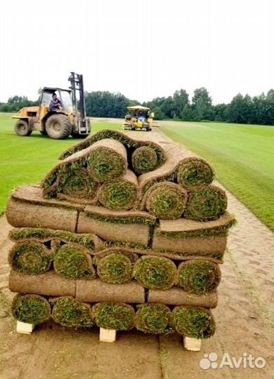 Рулонный газон