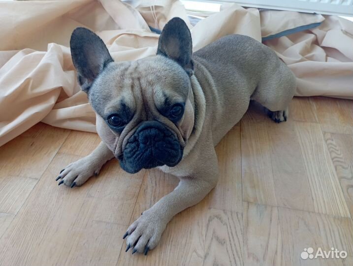 Вязка французский бульдог