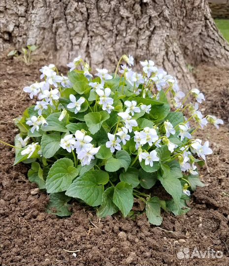 Растения для сада