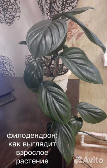 Комнатные растения