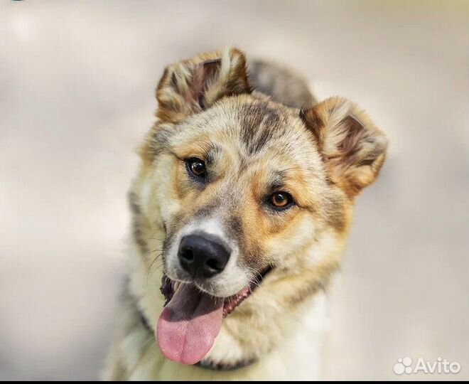 Щенки алабая в добрые руки