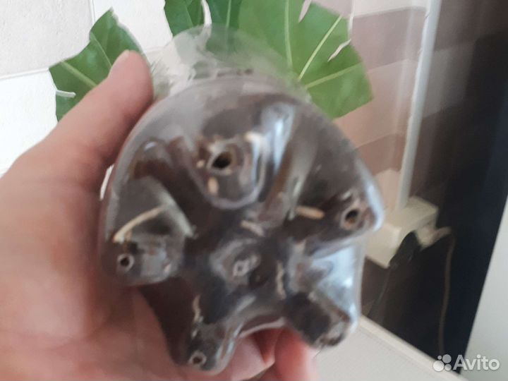 Гибискус сортовой