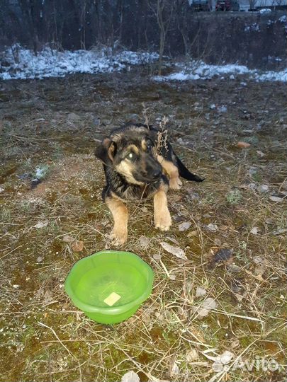 Щенок в добрые руки бесплатно