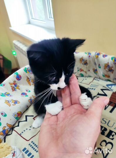 Ласкушка Кира