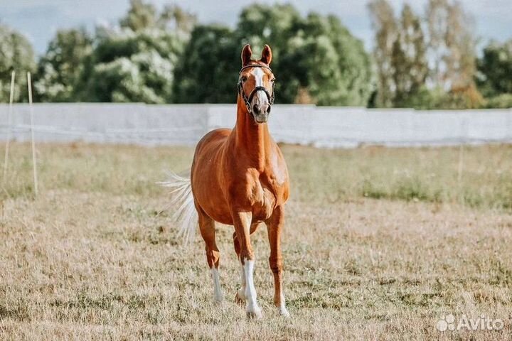Ганноверский мерин