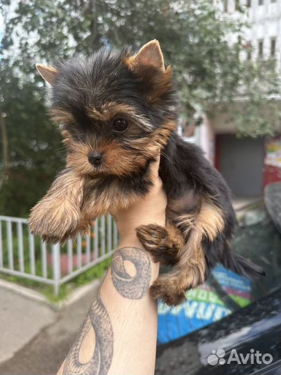 Йоркширский терьер (мини)