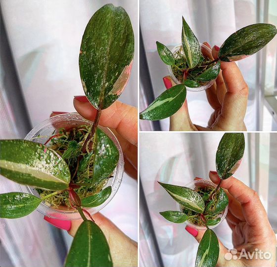 Филодендрон розовая принцесса марбл