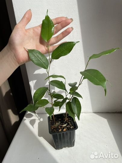 Фикус бенджамина exotic экзотик
