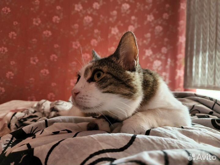 Кошка в дар