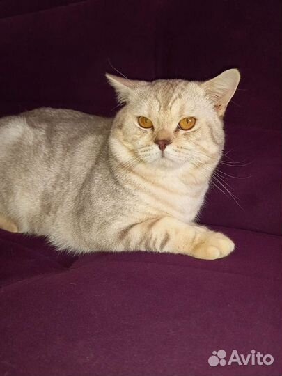 Шотландский кот, вязка