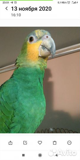 Венисуэльский Амазон