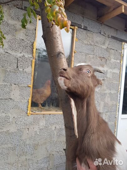 Козел ламанча