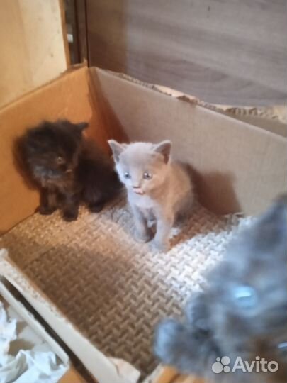 Котята в добрые руки