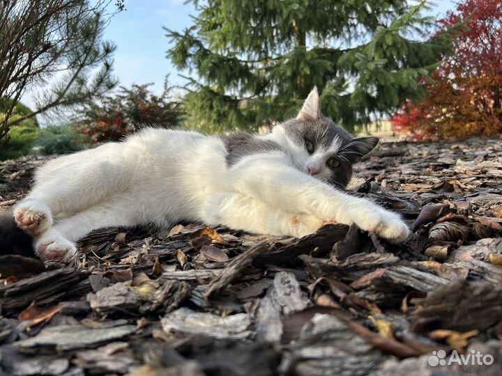 Котик Степан