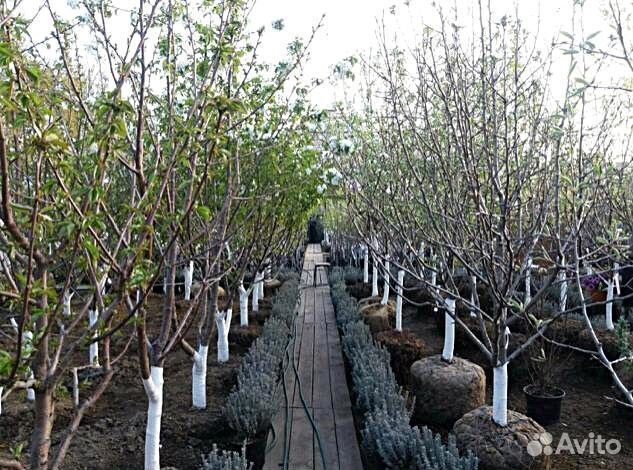 Саженцы Яблоня Коричное Полосатое