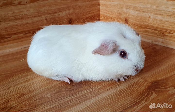 Морская свинка. Мальчик