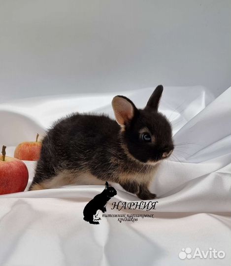 Карликовый кролик