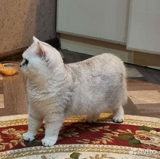 Британская шиншилла