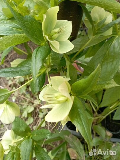 Морозник, многолетнее растение