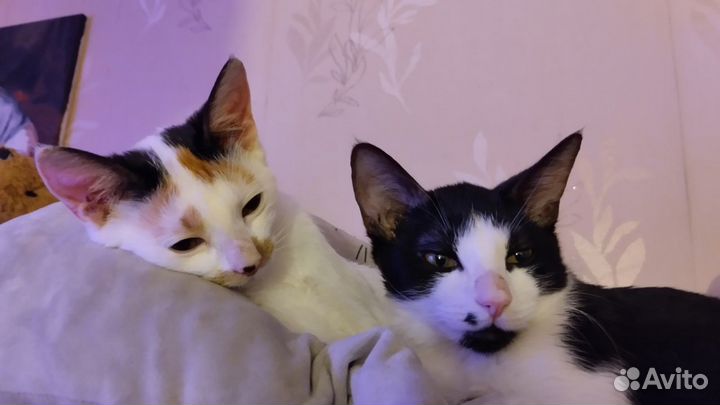 Котята счастья
