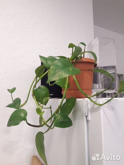 Сциндапсус