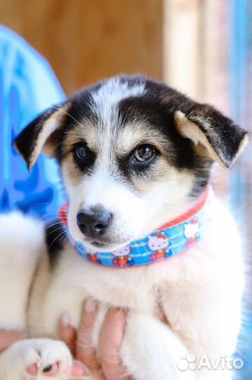 Помогите Моне не попасть в клетку приюта